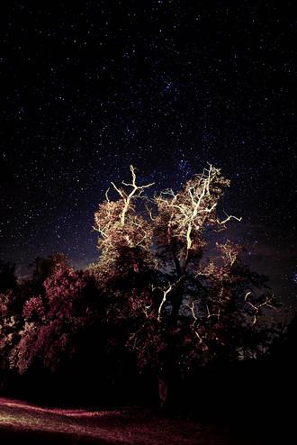 Ciel étoilé en forêt N°1