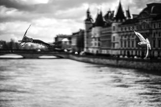 Les Mouettes à Paris N°2